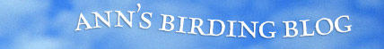 Ann's Birding Blog