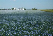 Reimers Seed Farm