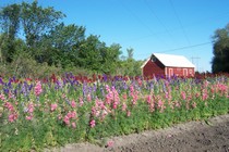 Commercial Garden - Larkspur