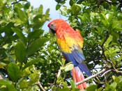 Scarlet Macaw