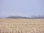 snow geese