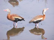 Black-bellied Whistling ducks