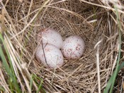 Meadowlark nest