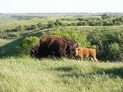 Bison at Arrowwood Refuge