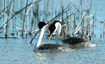 Western grebes by Rick Bohn