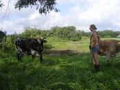Chelsea and the longhorn