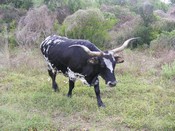 Texas pet