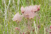 Prairie Smoke