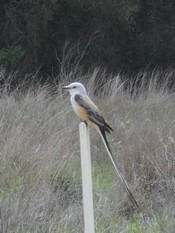 Sissor-tailed flycatcher