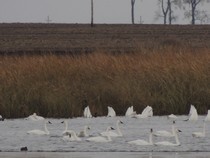 swans