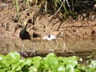 Northern Jacana