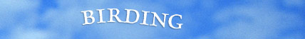 Birding/Lodging