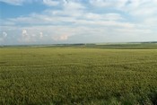 2005 Wheat Field