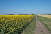 Sunflower Field and Farm