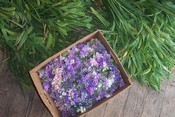 Larkspur and Limelight