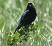 Bobolink