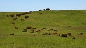 Bison