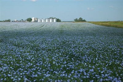 Flax field in bloom