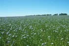 Flax field in bloom