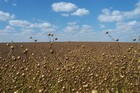 Flax field ready to harvest