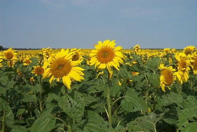 Sunflower field in bloom