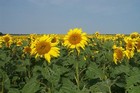 Sunflower field in bloom