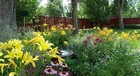Garden in bloom