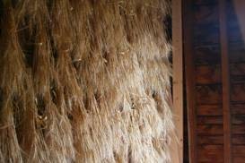 Wall of ripe wheat