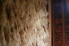 Wall of ripe wheat