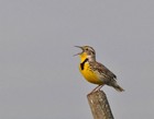 Western Meadowlark