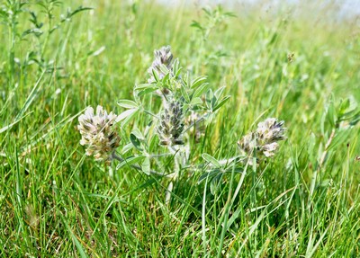 Breadroot Scurf-pea