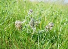 Breadroot Scurf-pea