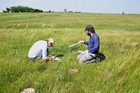 Pattons identifying forbs and grasses