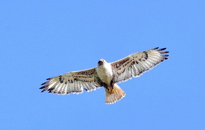 Ferruginous Hawk