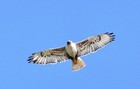 Ferruginous Hawk