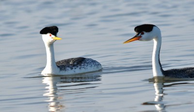 Western Grebe