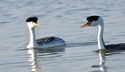 Western Grebe