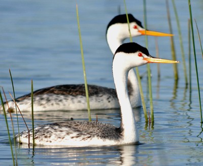 Western Grebe