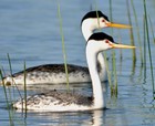 Western Grebe