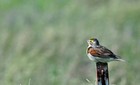 Dickcissel
