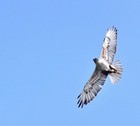 Ferruginous Hawk