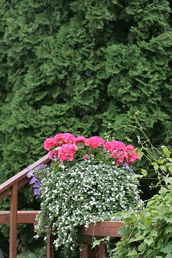 Blooming Flowers