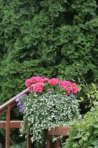 Blooming Flowers