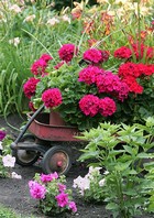 Blooming Flowers