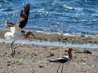 American Avocets