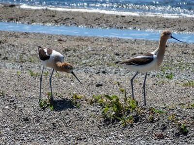 American Avocets