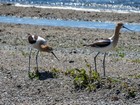 American Avocets