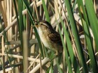 Marsh Wren