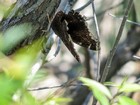 Mourning Cloak