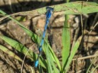 Prairie Bluet